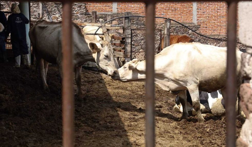 Bovinos en corral durante jornada de atenci\u00f3n veterinaria en el Barrio de La Cruz