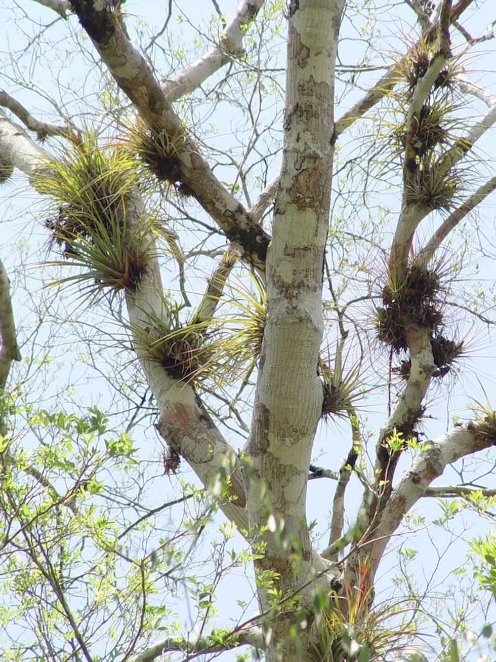 bromelias epifitas plantas que ayudarian a mitigar el cambio climatico 1
