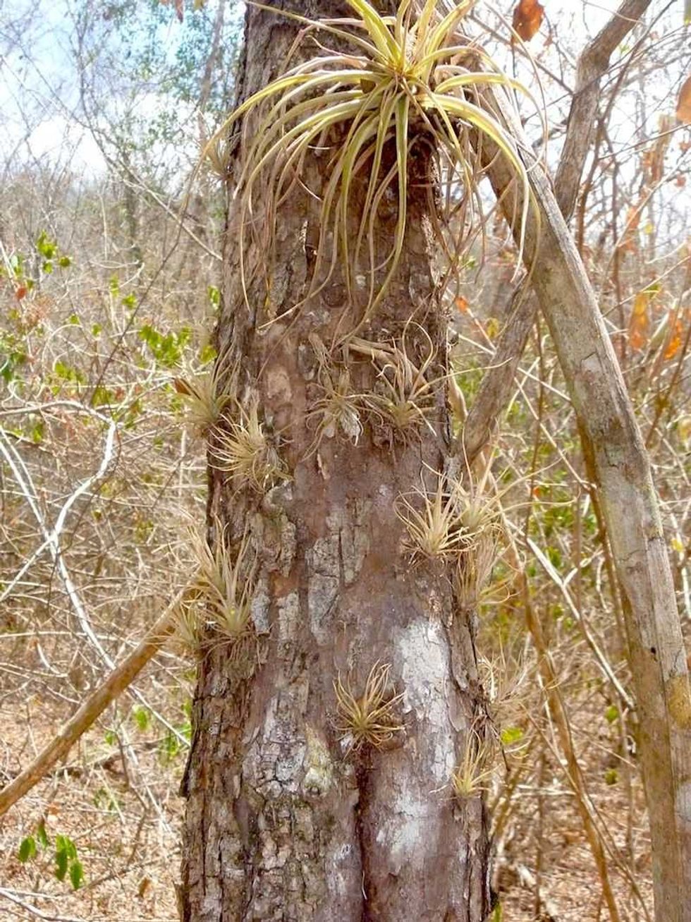 bromelias epifitas plantas que ayudarian a mitigar el cambio climatico 2