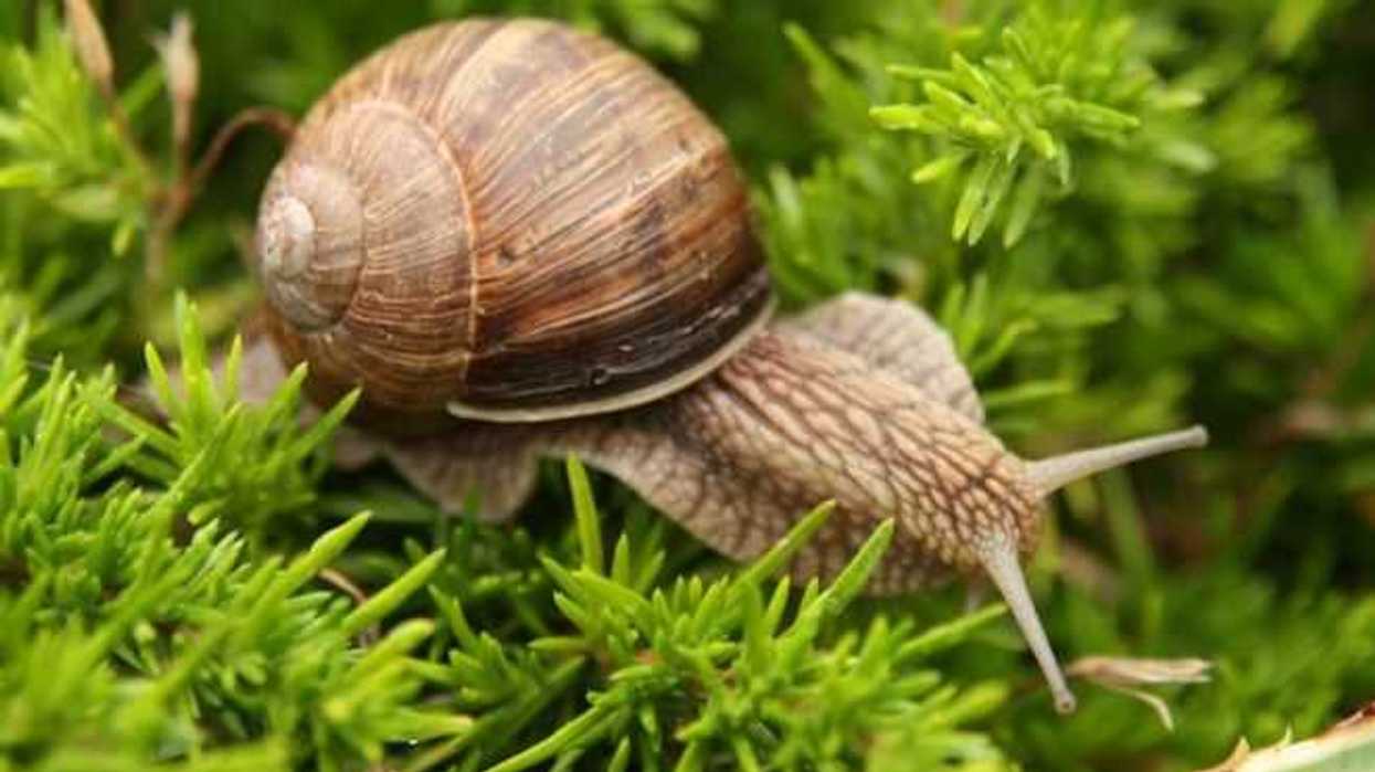 buscan-conservar-y-producir-el-caracol-de-agua-dulce