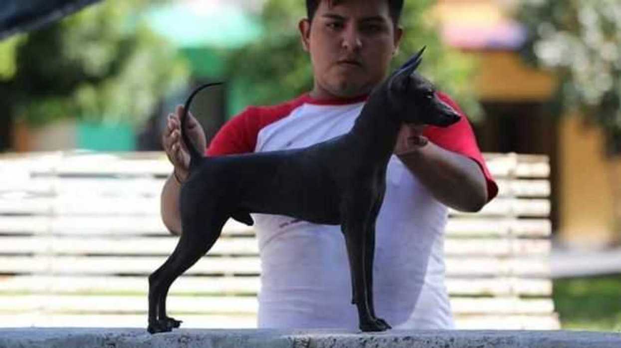 buscan-en-colima-reposicionar-xoloitzcuintle-como-icono-nacional
