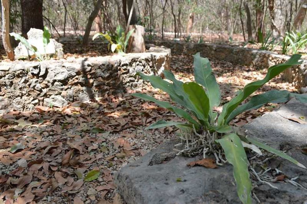 buscan validar cientificamente efectividad medicina tradicional maya 1