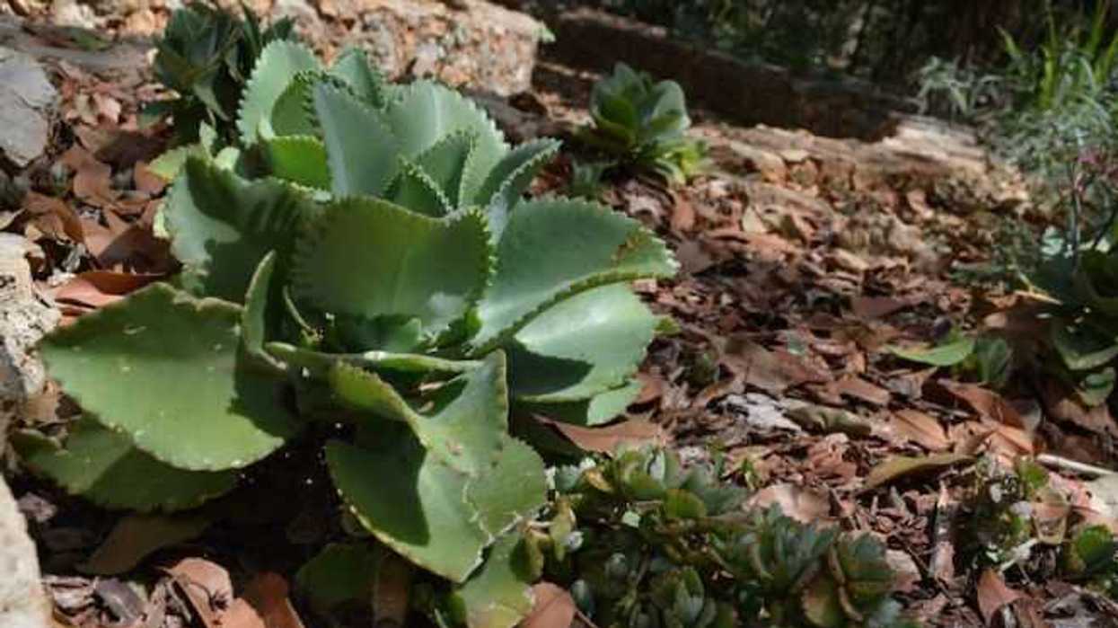 buscan-validar-cientificamente-efectividad-medicina-tradicional-maya