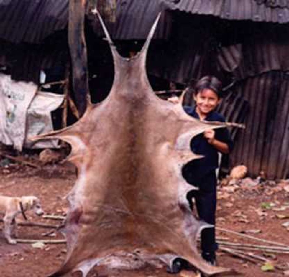 caceria tradicional maya subsistencia tradicion comunidad. 1