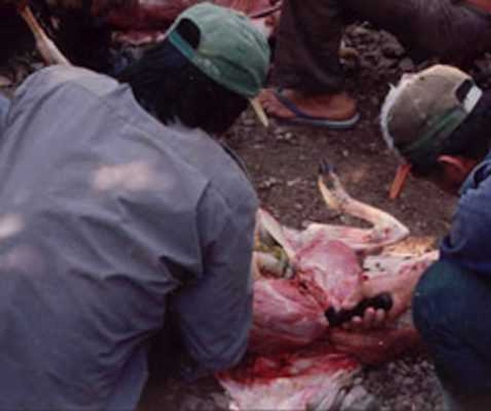 caceria tradicional maya subsistencia tradicion comunidad 2