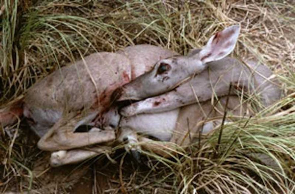 caceria tradicional maya subsistencia tradicion comunidad 3