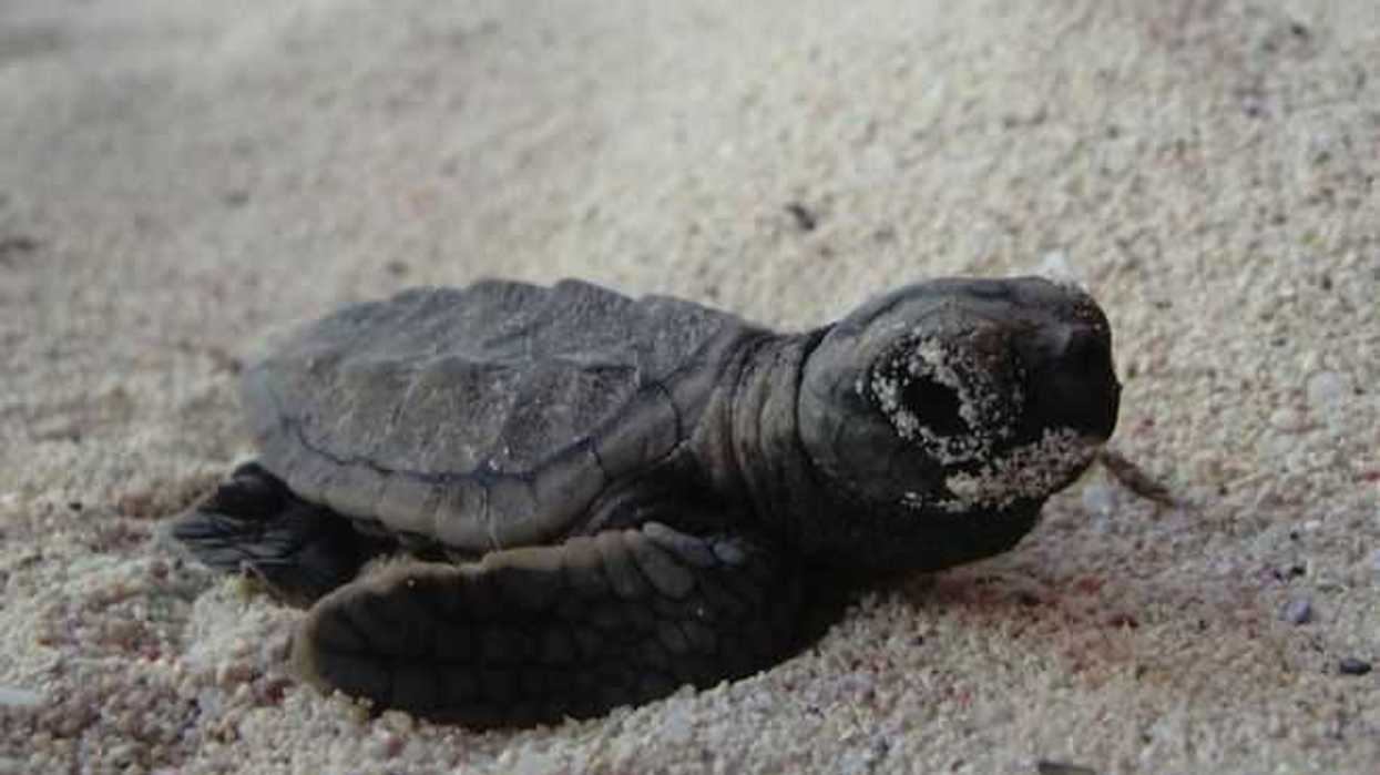 cadetes-liberan-a-152-tortugas-marinas-en-el-caribe-colombiano