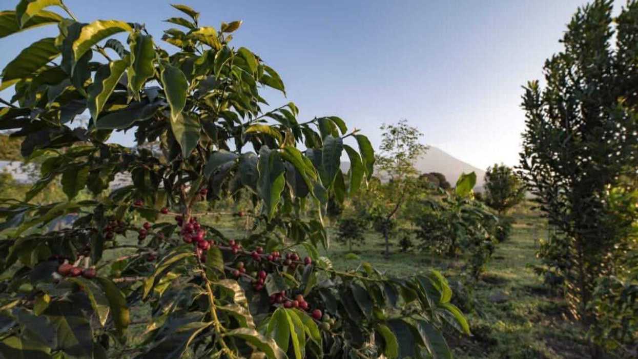 Cafeto con cerezas de café rojas y verdes en una plantación, con una montaña al fondo