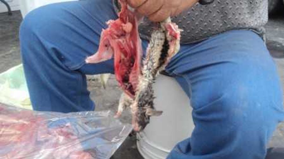 CALDO DE RATA DE CAMPO