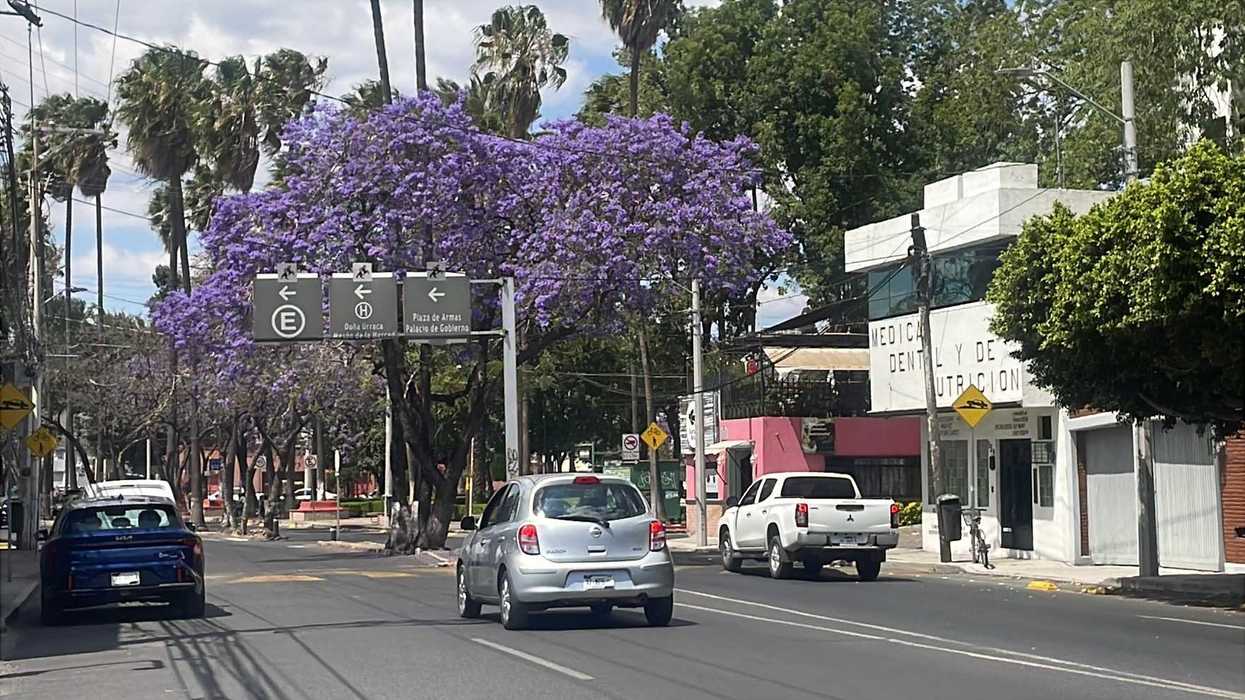 Calle del centro de Querétaro con árboles de jacaranda en flor, señalamientos viales hacia Plaza de Armas y Palacio de Gobierno, y tránsito vehicular en circulación.