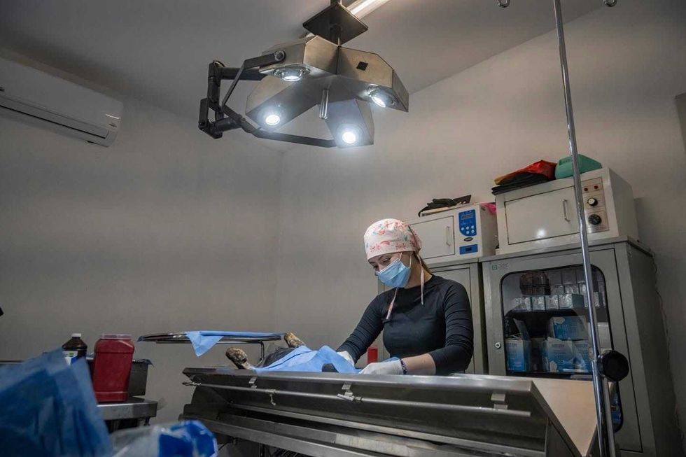 Campa\u00f1a de esterilizaci\u00f3n gratuita para perros y gatos en El Marqu\u00e9s organizada por el IMPA durante febrero de 2026