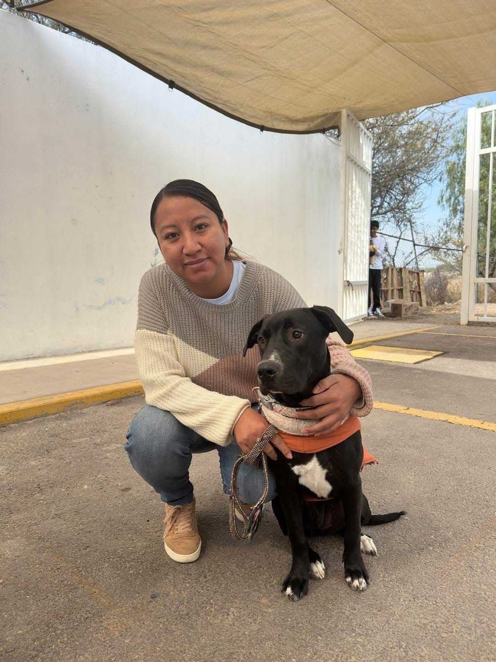 Campa\u00f1a de esterilizaci\u00f3n gratuita para perros y gatos en El Marqu\u00e9s organizada por el IMPA durante febrero de 2026