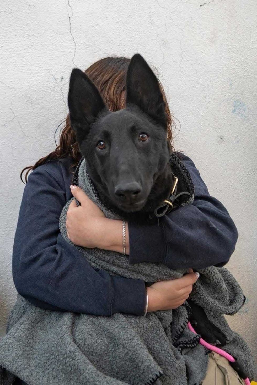 Campa\u00f1a de esterilizaci\u00f3n gratuita para perros y gatos en El Marqu\u00e9s organizada por el IMPA durante febrero de 2026