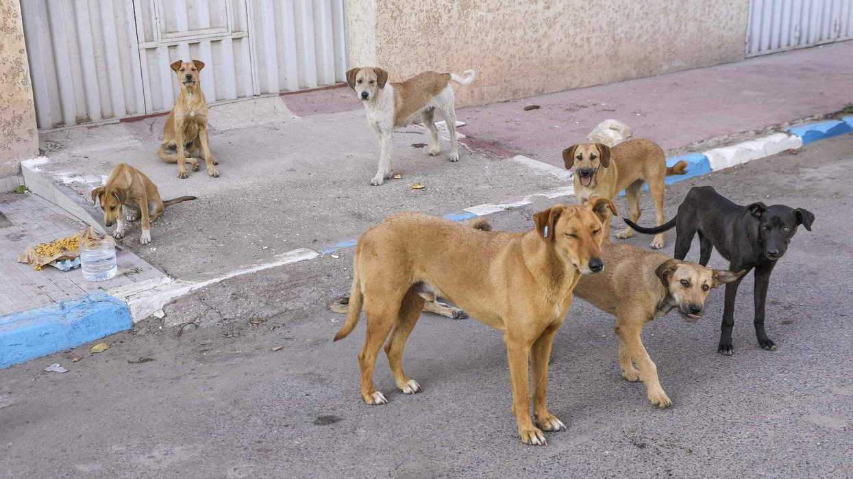 Campaña de esterilización gratuita en San Juan del Río para reducir la sobrepoblación canina.