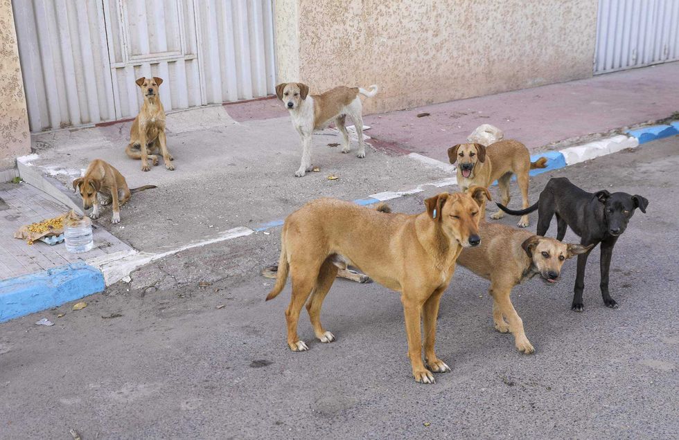 Campaña de esterilización gratuita en San Juan del Río para reducir la sobrepoblación canina.