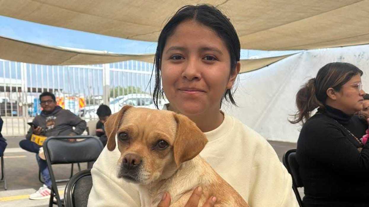 Campaña de esterilización gratuita para perros y gatos en El Marqués organizada por el IMPA durante febrero de 2026