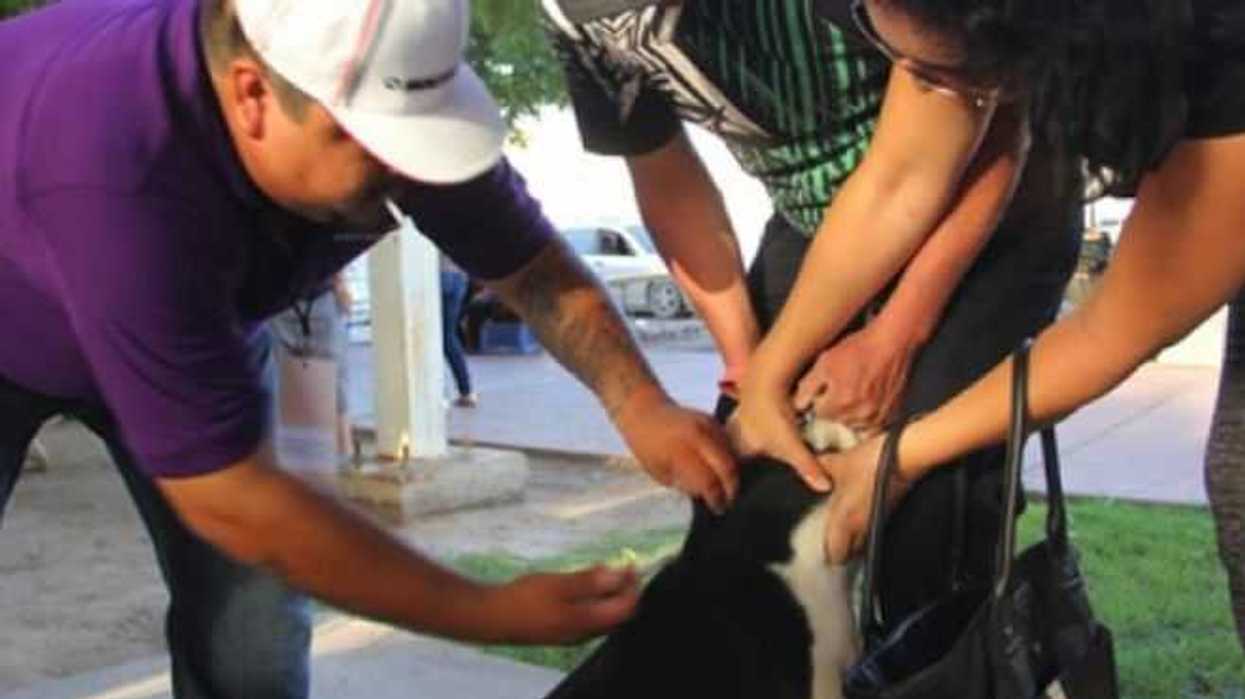 campana- de-esterilizacion-iztapalapa