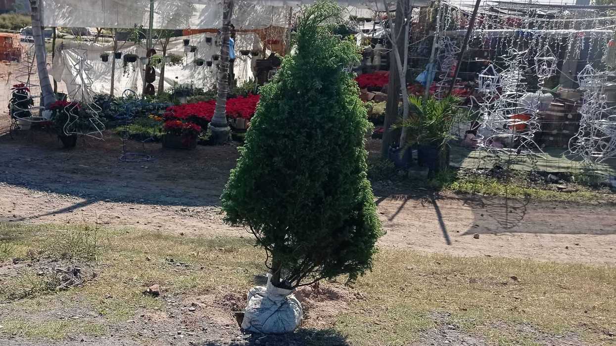 Campaña de ‘Recolección de árboles de Navidad’ en San Juan del Río.