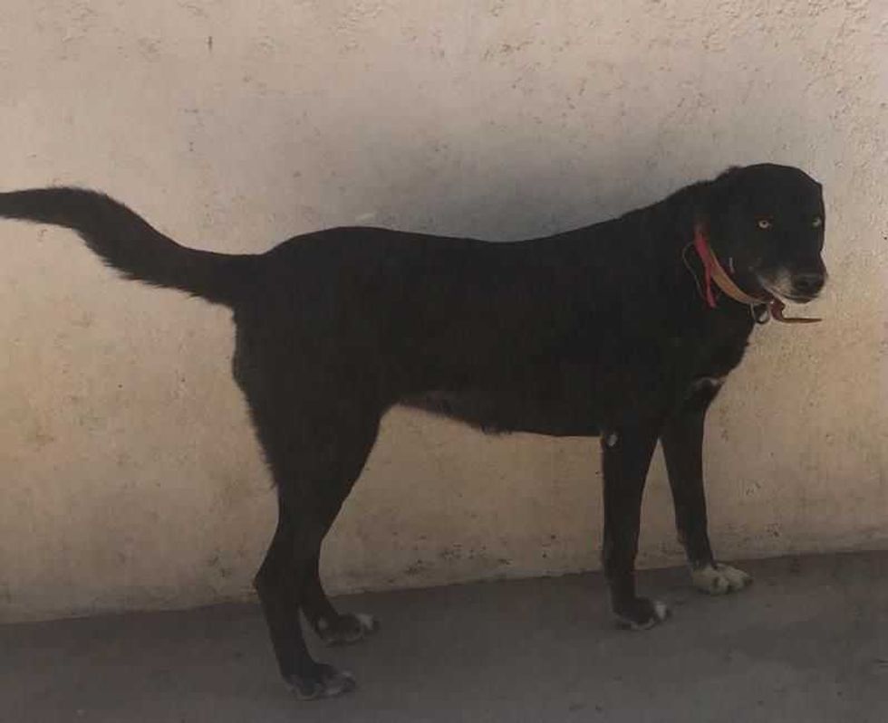 campana esterilizacion2