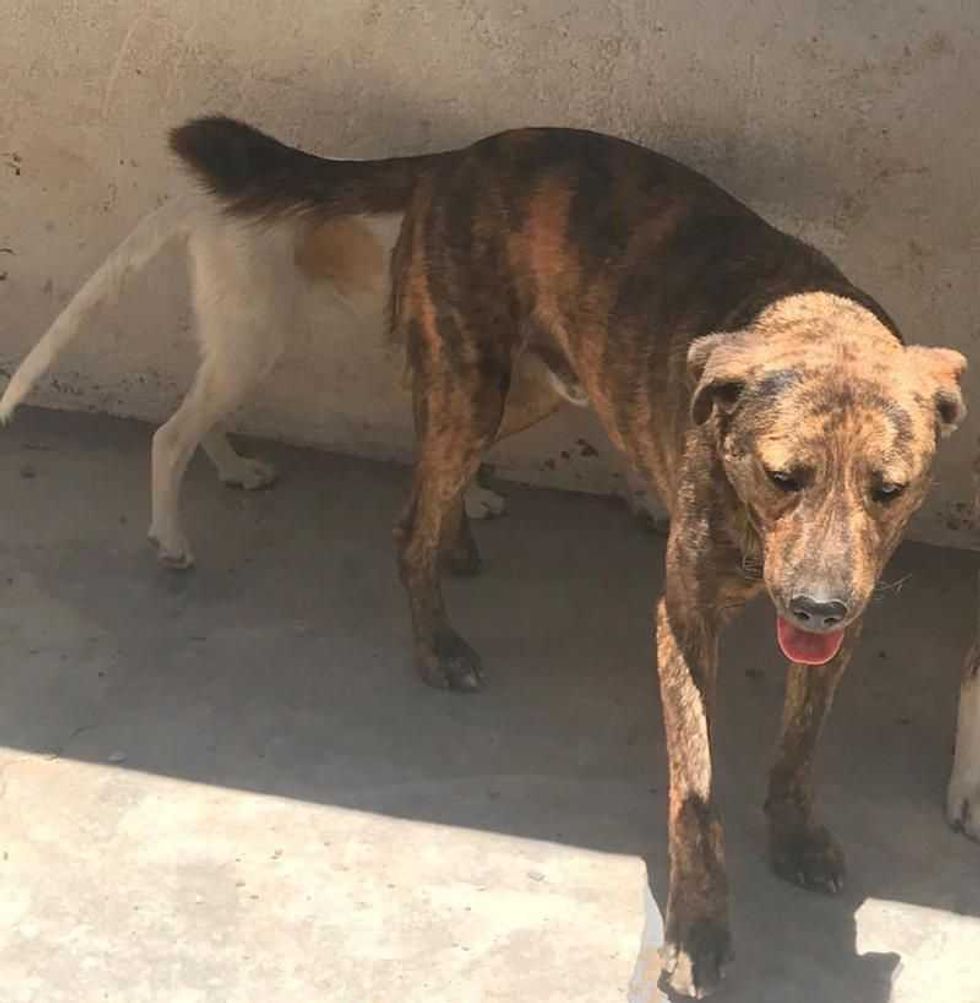 campana esterilizacion3