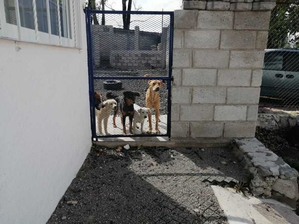 campana vacunacion antirabica2