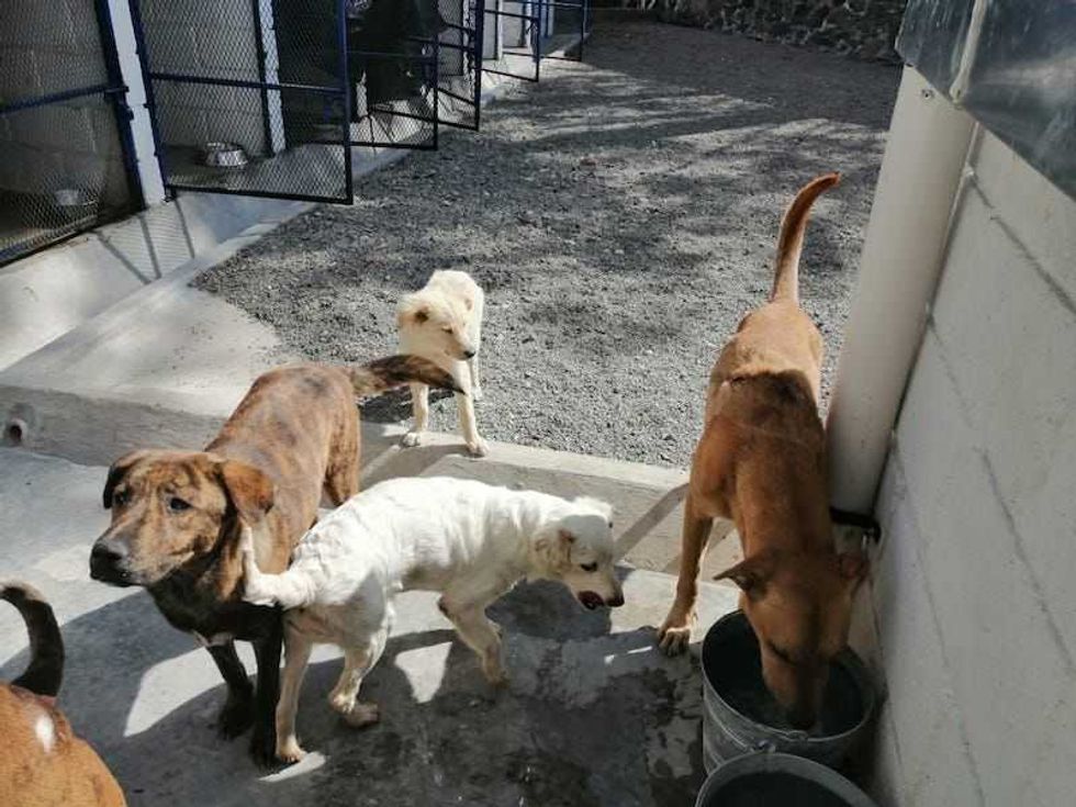 campana vacunacion antirabica3