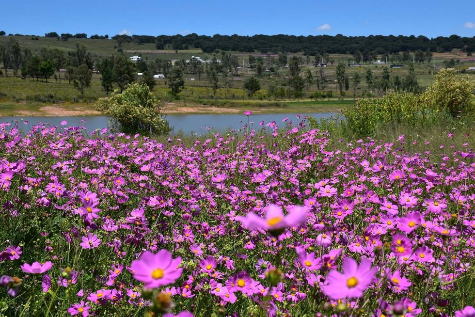 Campo de mirasol (Cosmos bipinnatus) junto a un cuerpo de agua en Amealco de Bonfil, Quer\u00e9taro