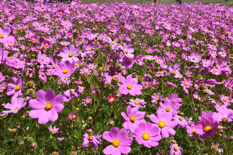 Campo extenso de flores rosas de mirasol (Cosmos bipinnatus) en los alrededores de Amealco de Bonfil, Quer\u00e9taro