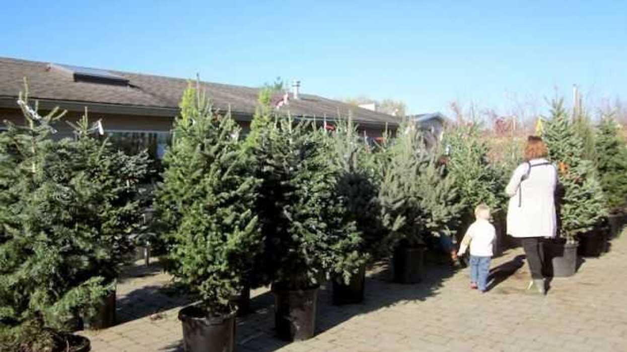canada-estimula-la-renta-arboles-navidad
