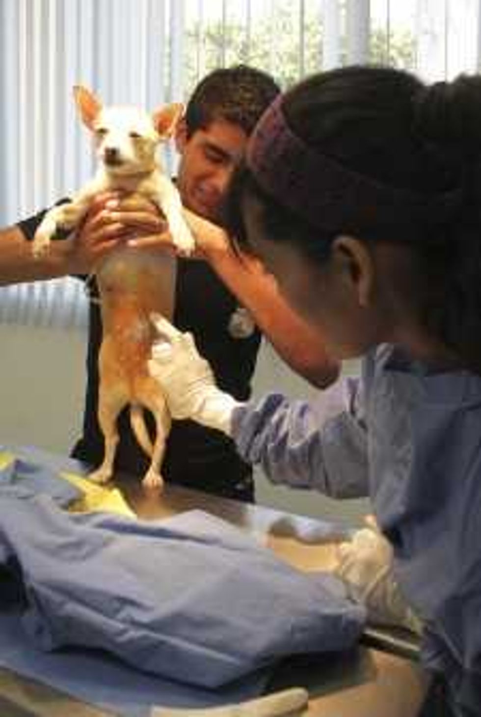 Cáncer en hembras Cáninas_KL_20