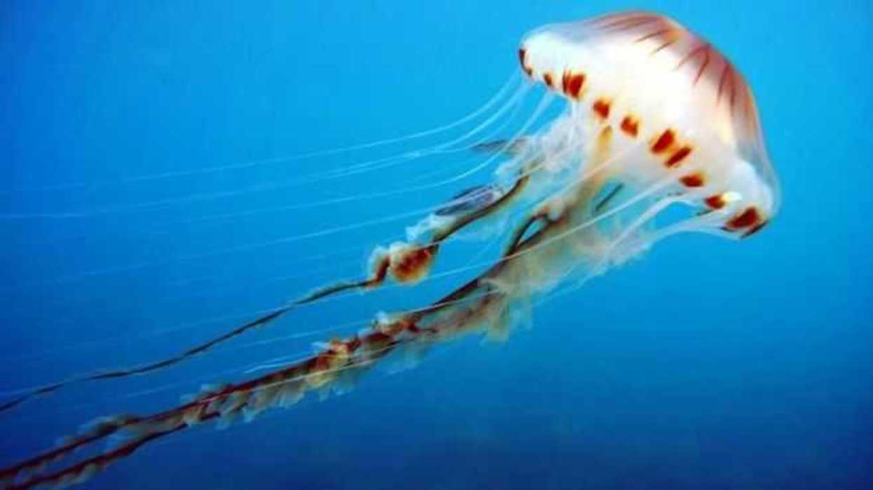 capturan-20-mil-toneladas-de-medusa-en-alto-golfo-de-california