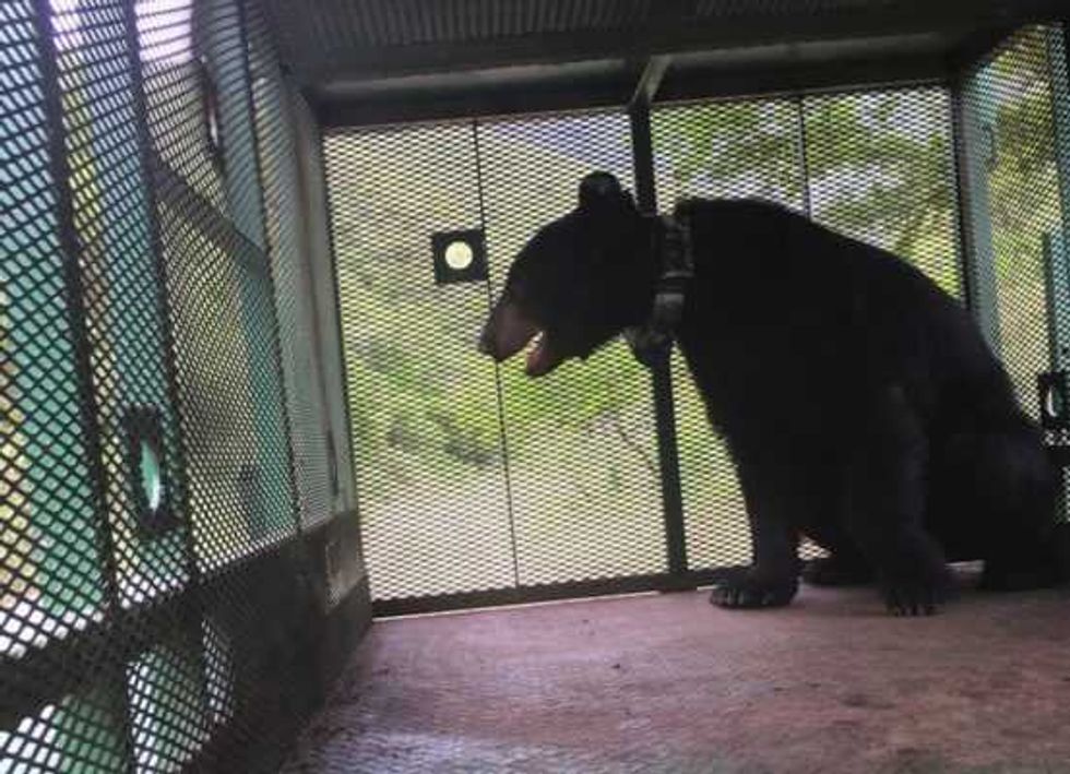 capturan ejemplar oso negro en nuevo leon 1