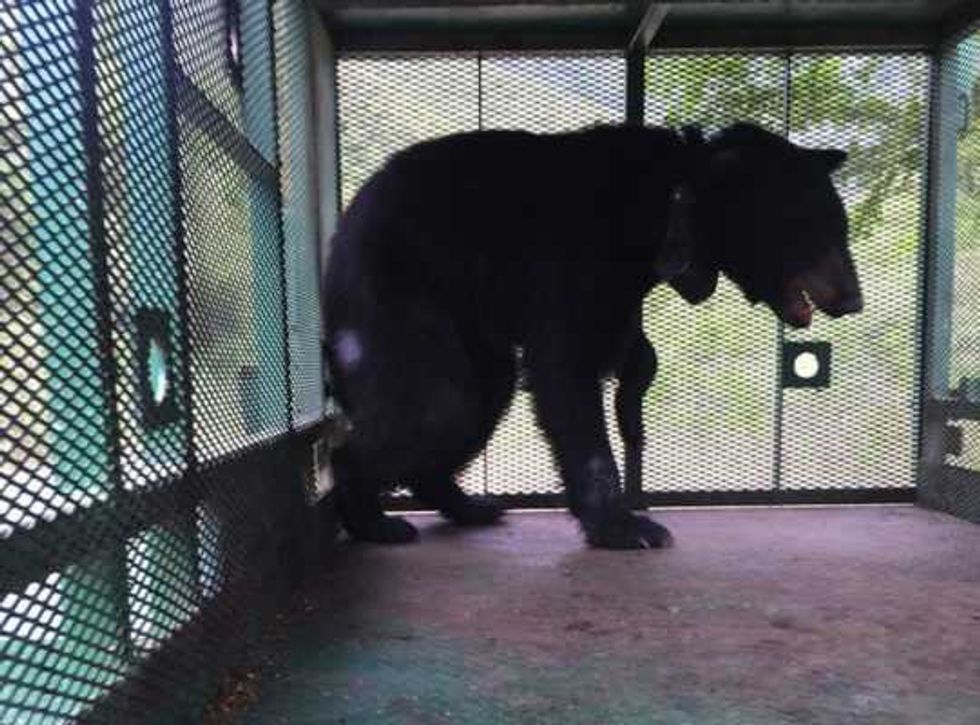 capturan ejemplar oso negro en nuevo leon 3