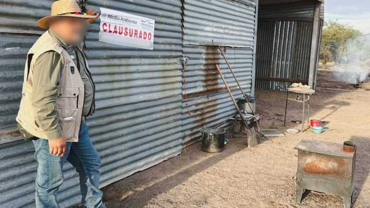 Carbón vegetal y madera de huizache aseguradas por Profepa en carbonera clandestina de Nuevo Ideal, Durango.
