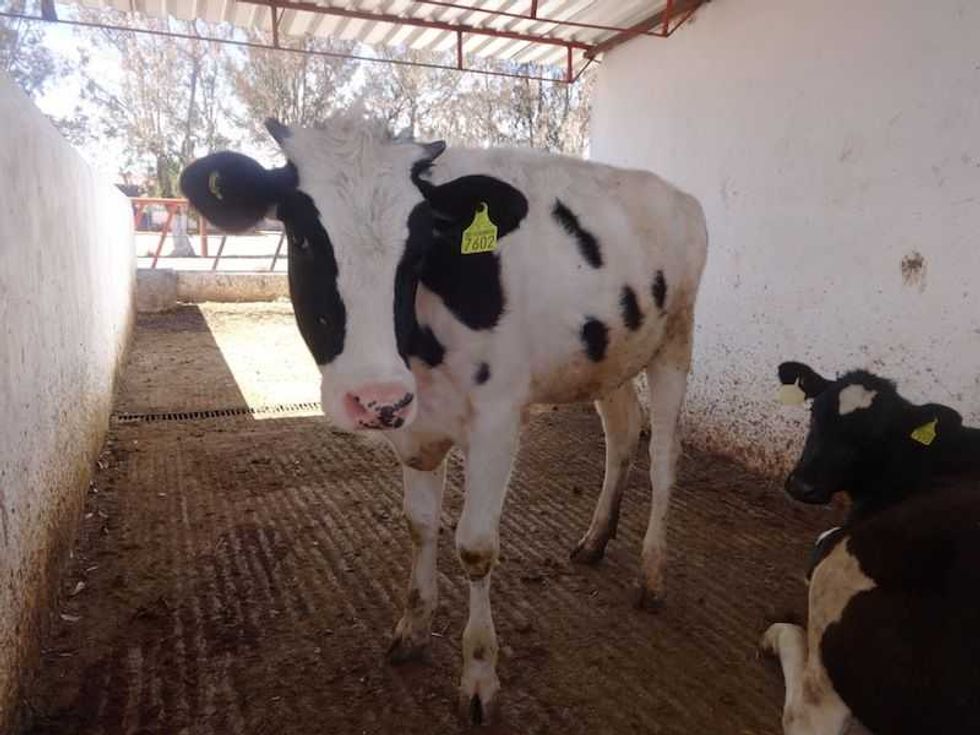 carne de caballo una alternativa alimenticia 2