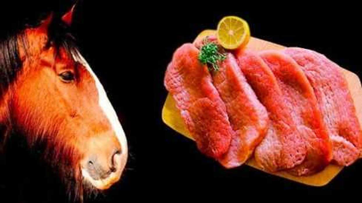 carne-de-caballo-una-alternativa-alimenticia-4