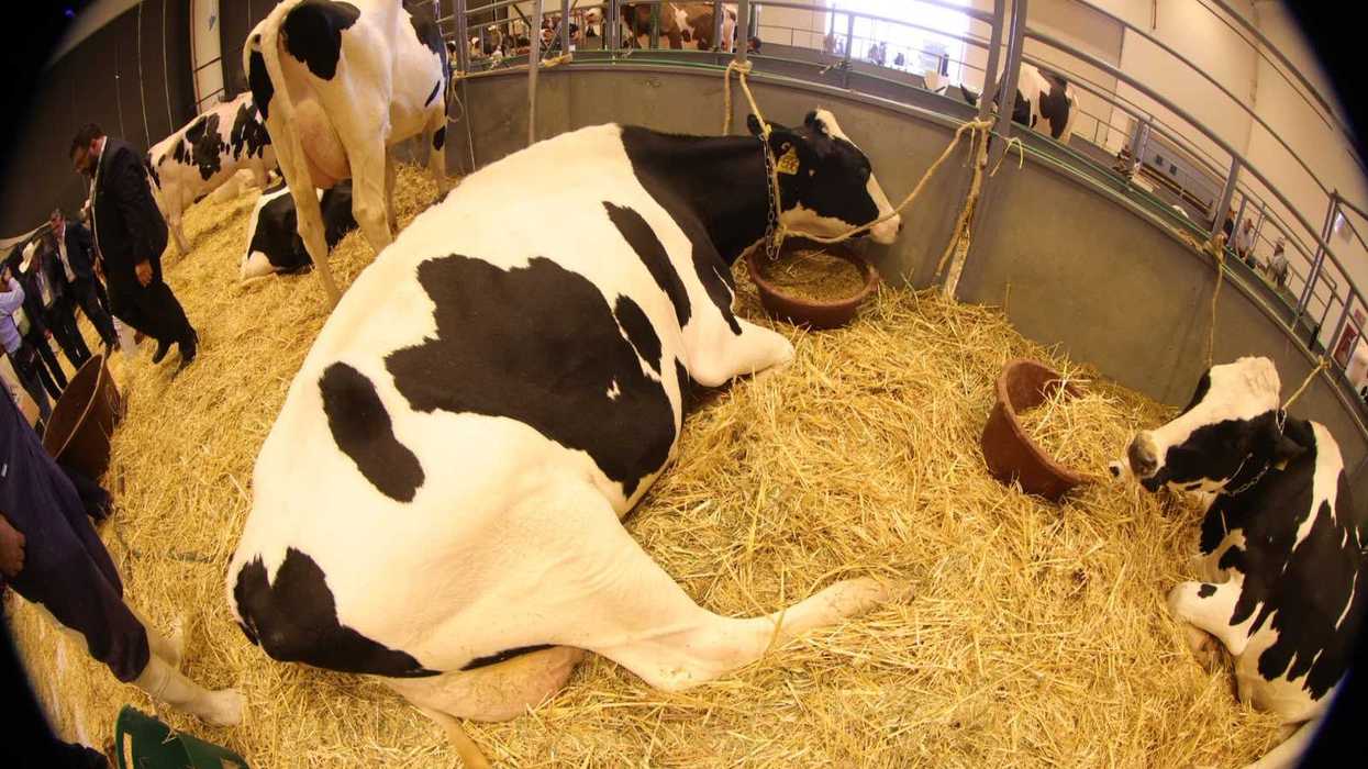 Carne de res en mostrador en México, donde el kilo sigue entre 240 y 250 pesos al consumidor