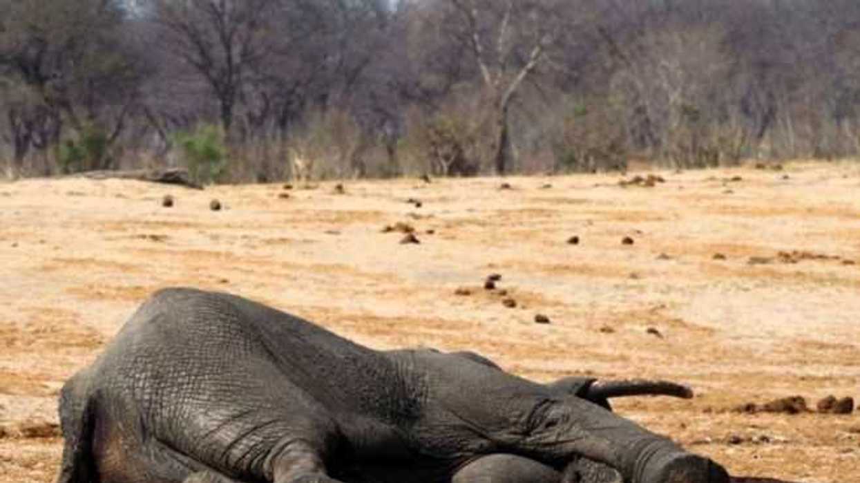 cazadores-matan-a-90-elefantes-por-sus-colmillos-en-botswana