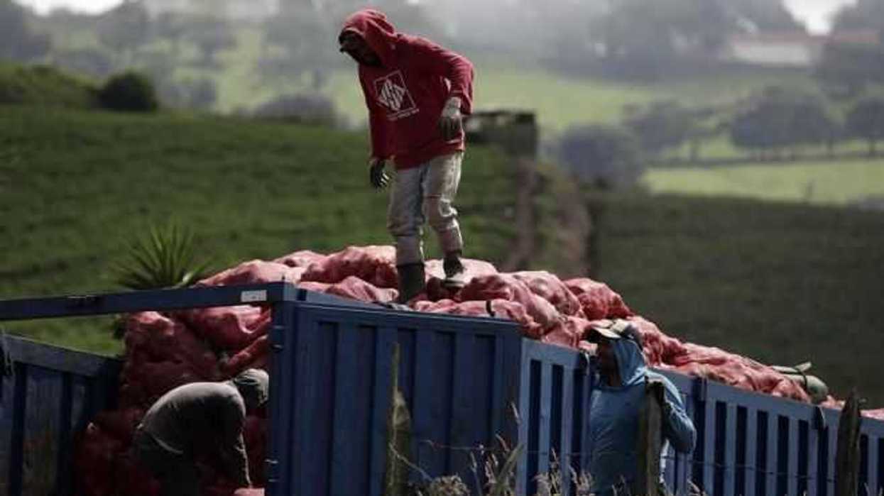 cebollas-salmonella-efe