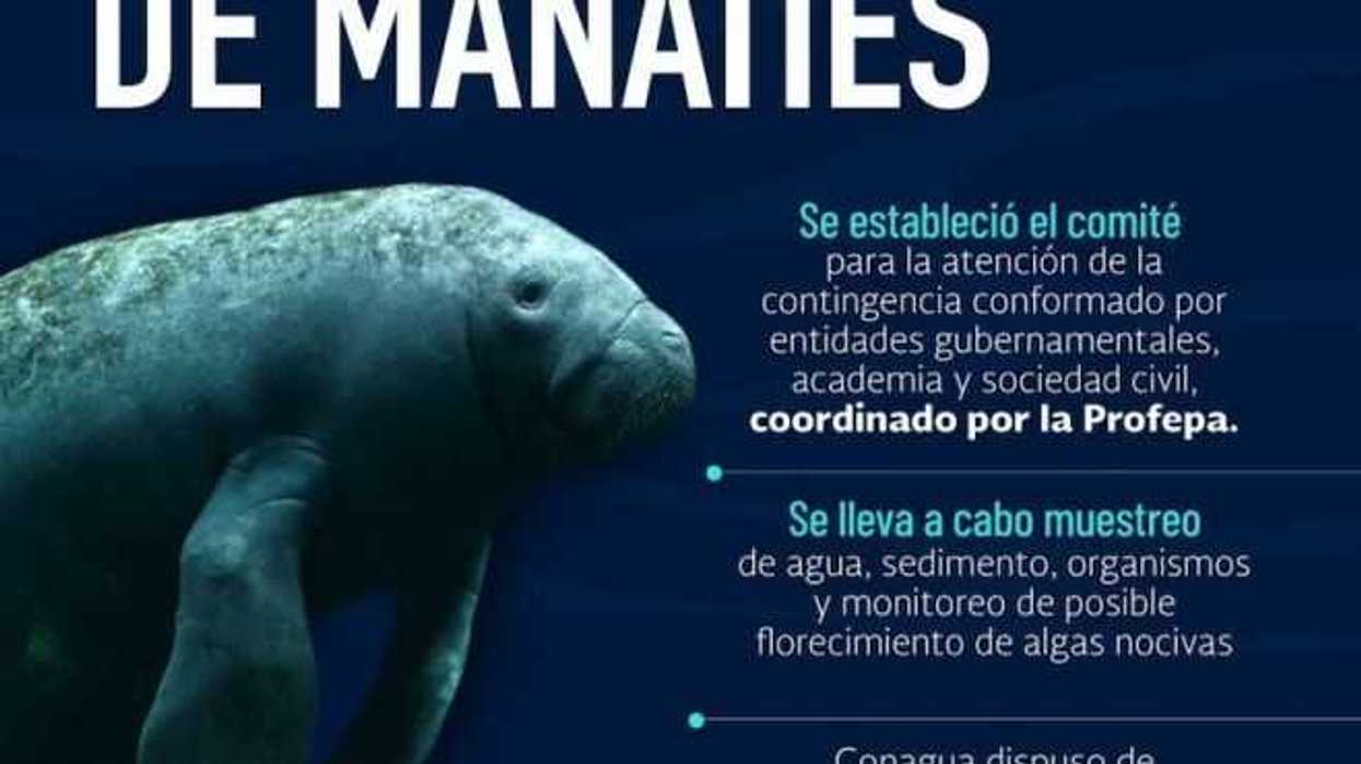 celebran-dia-nacional-del-manati-con-acciones-para-su-proteccion