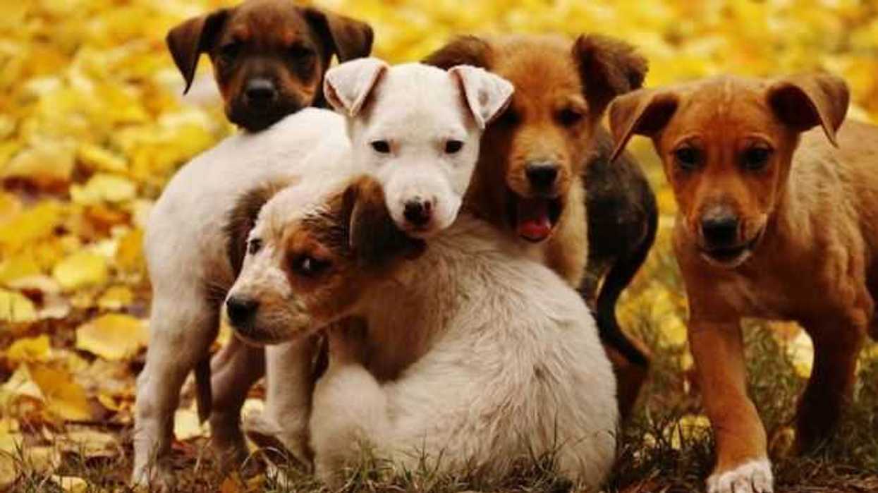 celebrara-saltillo-feria-adopcion-mascotas