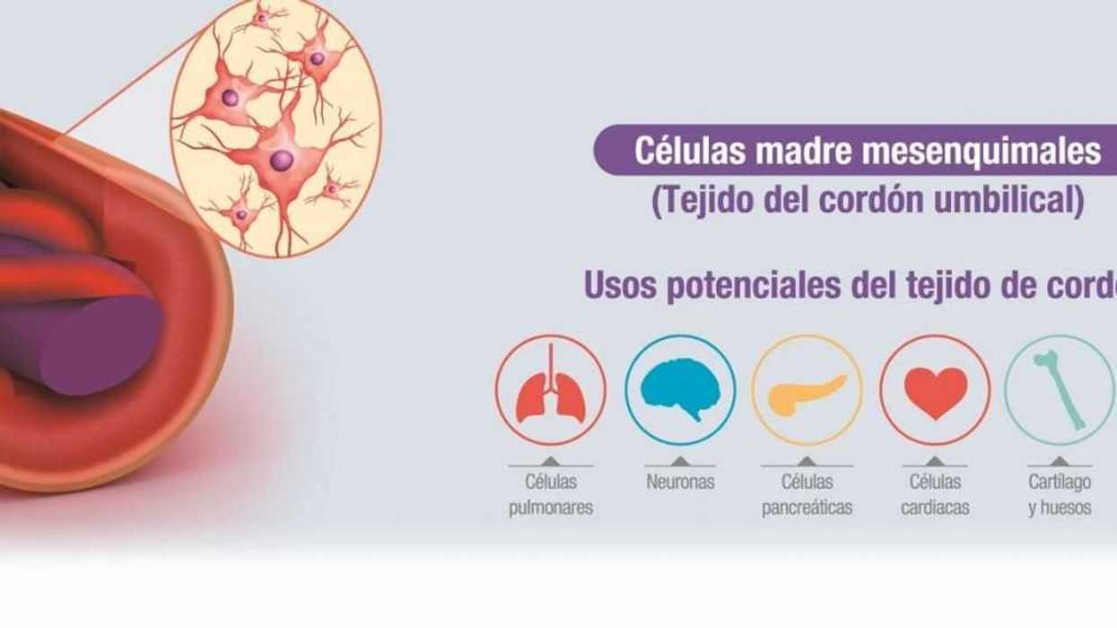 CELULAS MADRE.
