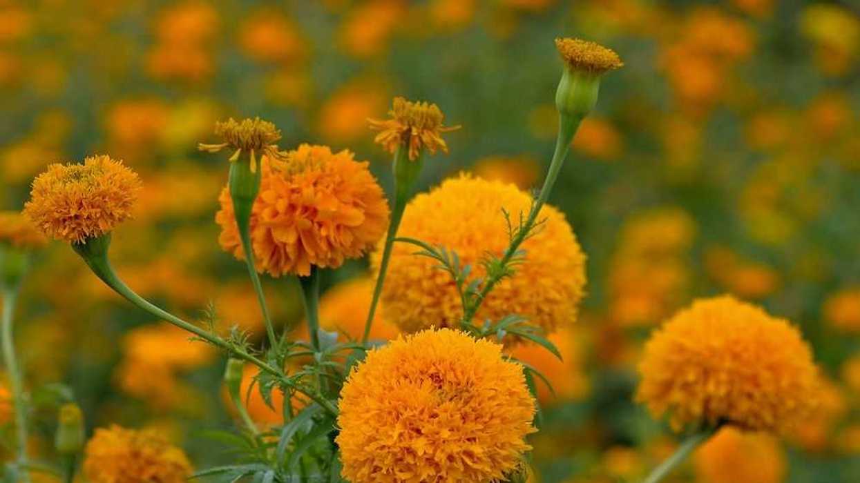 cempasuchil