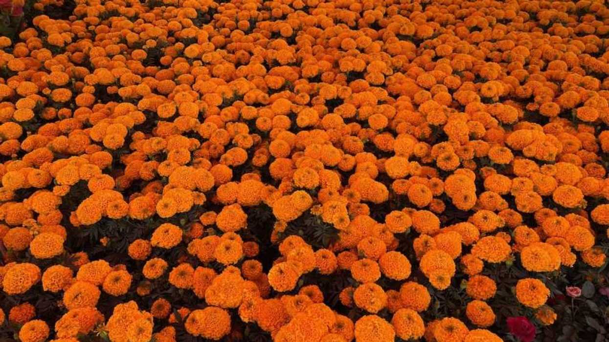 cempasuchil2