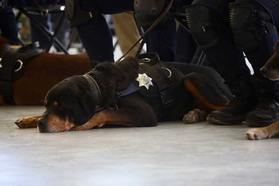 Ceremonia de jubilaci\u00f3n de los agentes caninos Tyzon Apolo y Rosco del Grupo K9 de la Polic\u00eda Municipal de El Marqu\u00e9s