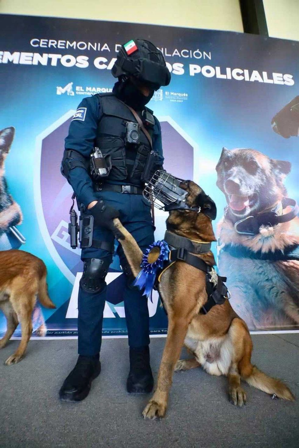 Ceremonia de jubilaci\u00f3n de los agentes caninos Tyzon Apolo y Rosco del Grupo K9 de la Polic\u00eda Municipal de El Marqu\u00e9s