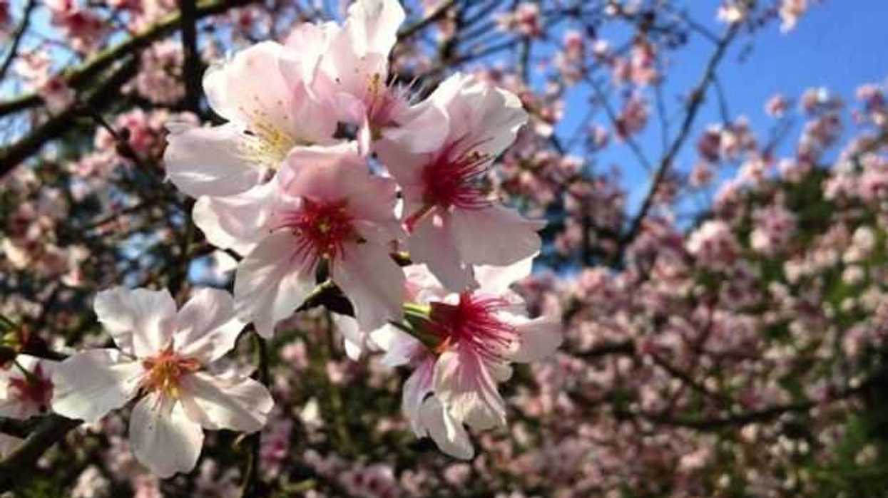 cerezos-japoneses-llegan-a-la-ciudad-mexico-festival-primavera