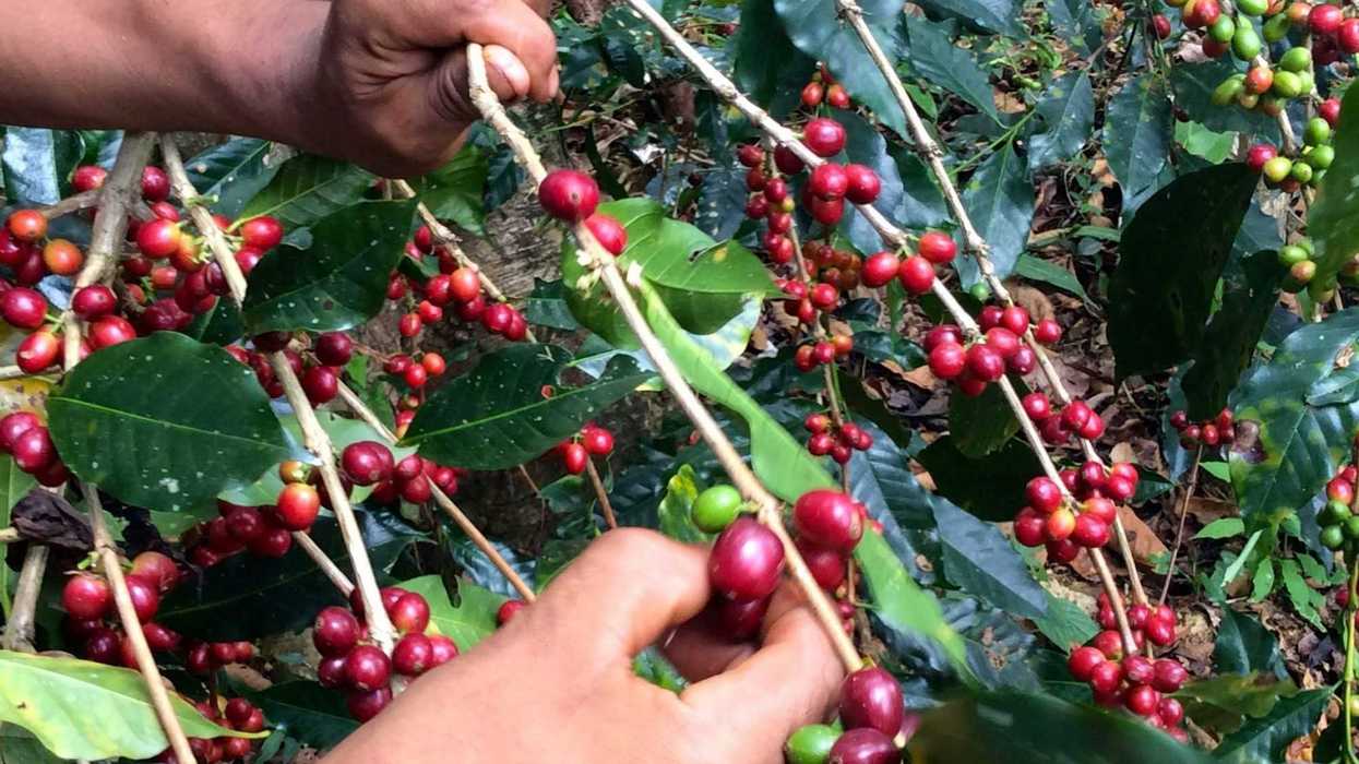 Chiapas cultiva café de conservación en Área Natural Protegida. NOTIMEX