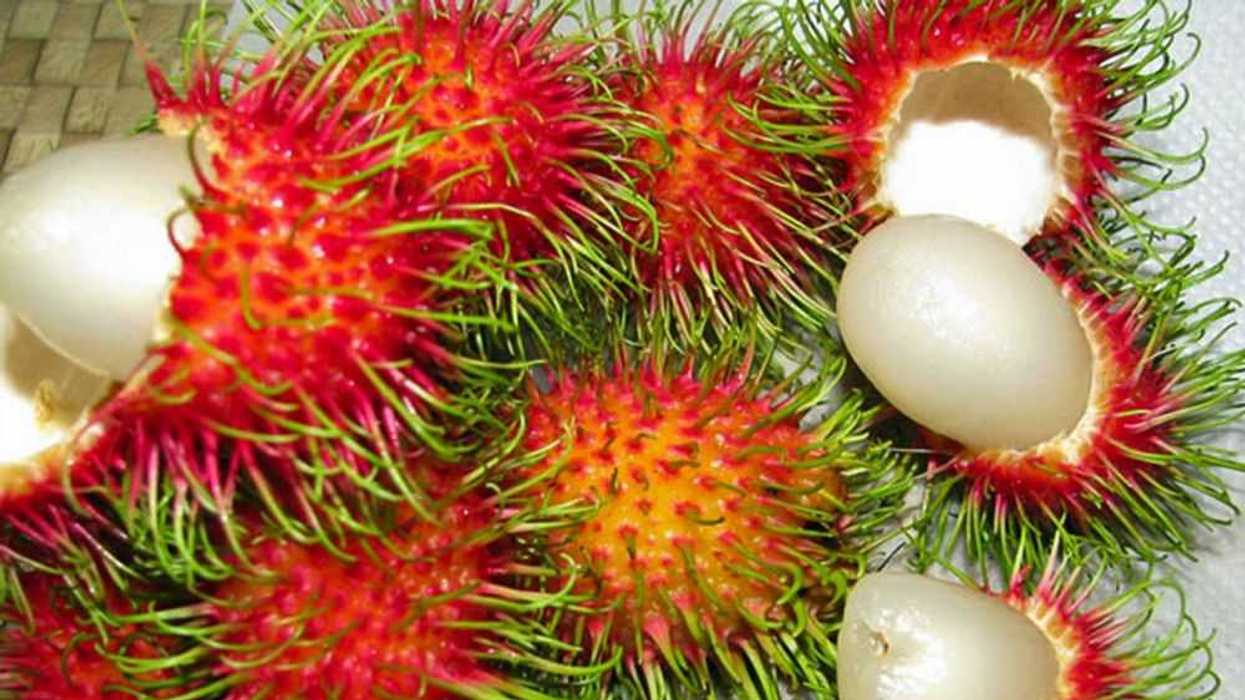 CHIAPAS PRINCIPAL PRODUCTOR DE RAMBUTÁN