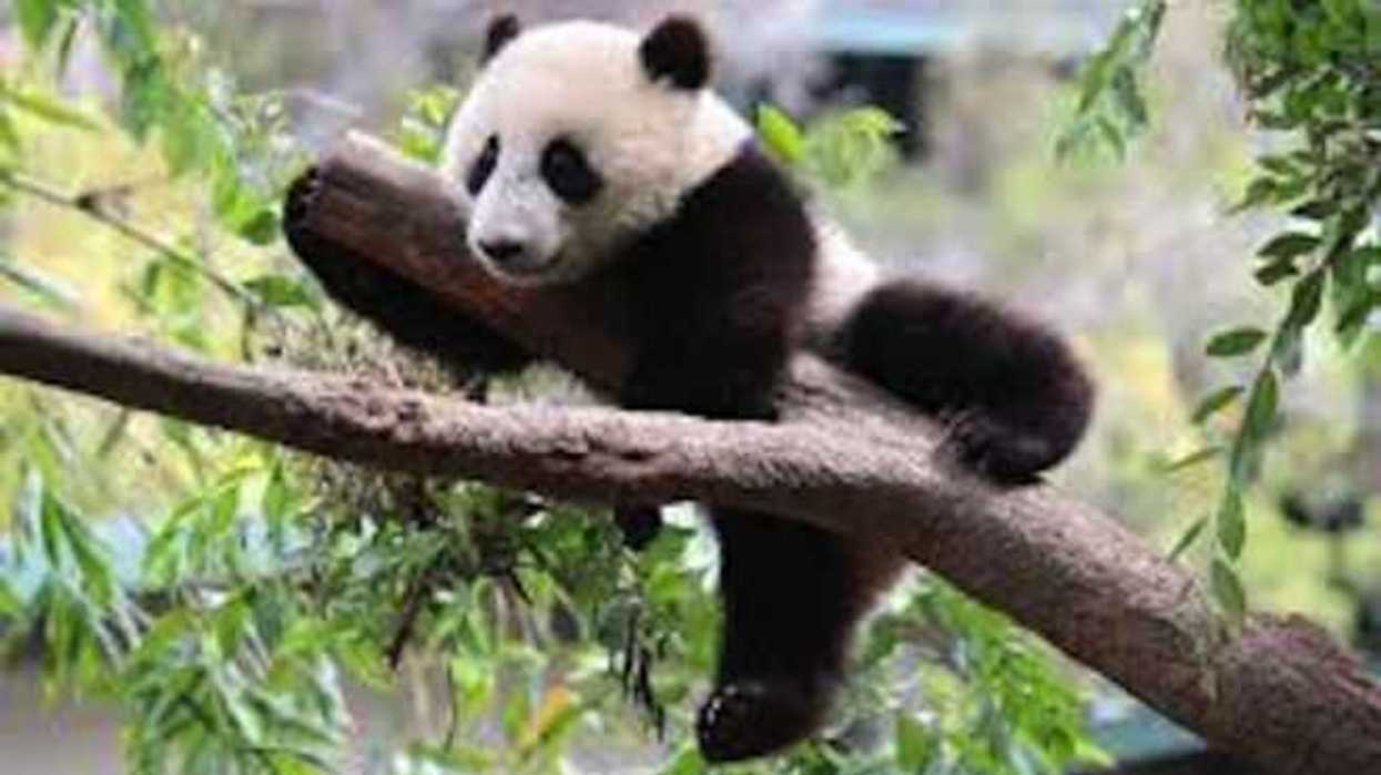 china-presenta-al-publico-siete-osos-panda-bebes
